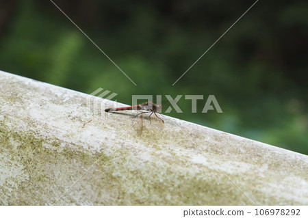 Red dragonfly perched on the guardrail Red dragonfly perched on the guardrail 106978292
