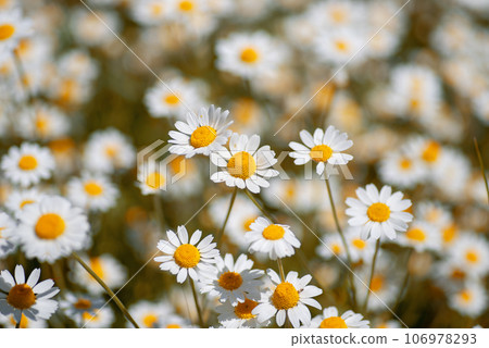 white chamomiles on green grass background. Oxeye daisy, Leucanthemum vulgare, Daisies, Dox-eye 106978293