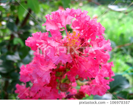 Brightly blooming crape myrtle flowers Brightly blooming crape myrtle flowers 106978387