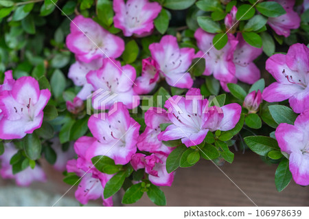 初夏花壇裡盛開的粉紅色杜鵑花 106978639