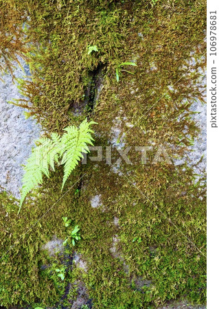 Fern leaves and moss growing on old concrete wall 106978681