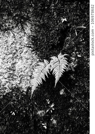 舊混凝土牆上生長的蕨葉和苔蘚（單色） 106978682