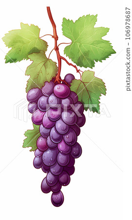 手绘卡通新鲜的紫葡萄水果插画 106978687