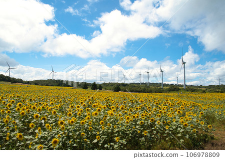 Sunflowers and wind power generation in Nunobiki Highland, Fukushima Prefecture Sunflowers and wind power generation in Nunobiki Highland, Fukushima Prefecture 106978809