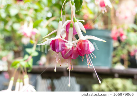 Dancing florets "Fuchsia" 106979066
