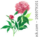 Pink peony flowers swaying in the wind 106979101