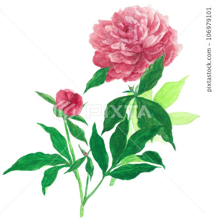 Pink peony flowers swaying in the wind 106979101