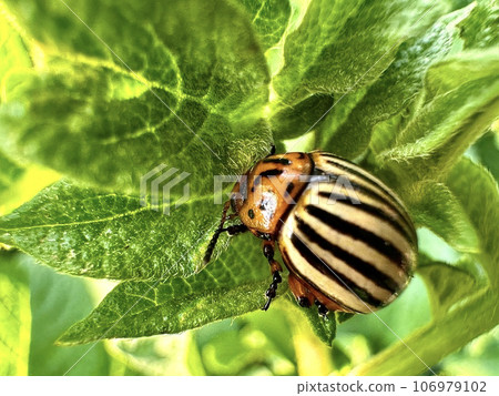 Colorado potato beetle eats young green potato leaves. Invasion of the potato beetle pest on agricultural land. Parasites destroy crops. Colorado potato beetle eats young green potato leaves. Invasion of the potato beetle pest on agricultural land. Parasites destroy crops. 106979102