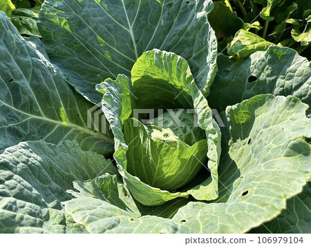 A head of young green cabbage ripens in a farmer's field on a sunny summer day. Close-up of fresh young cabbage ripening in the vegetable garden. Cabbage bushes with green leaves on the ground. 106979104