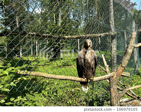 A white-tailed eagle (Haliaeetus albicilla) sits on a tree branch in the forest on a sunny summer day. Beautiful wild birds of prey A white-tailed eagle (Haliaeetus albicilla) sits on a tree branch in the forest on a sunny summer day. Beautiful wild birds of prey 106979105