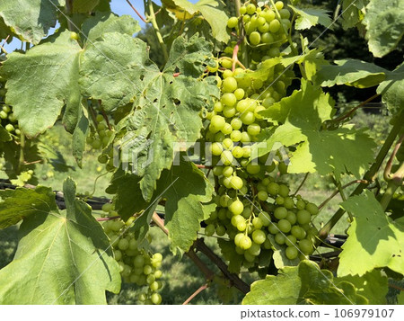Large bunches of unripe grapes growing on a vine on a farm. Close up of white grapes on the vine in bright sunlight. Green grape bunch. Green bunches of grapes ripen on a branch Large bunches of unripe grapes growing on a vine on a farm. Close up of white grapes on the vine in bright sunlight. Green grape bunch. Green bunches of grapes ripen on a branch 106979107