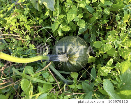 Ripe dark green large round pumpkin grown in a garden among green leaves of plants on a sunny day. A variety of pumpkin. A young pumpkin grows in the garden. Cultivation of pumpkin on the homestead. Ripe dark green large round pumpkin grown in a garden among green leaves of plants on a sunny day. A variety of pumpkin. A young pumpkin grows in the garden. Cultivation of pumpkin on the homestead. 106979110