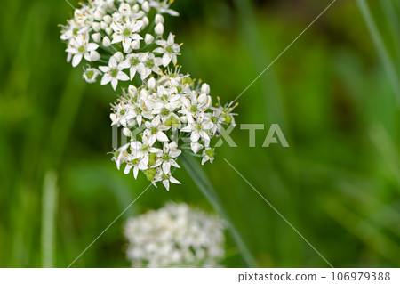 韭蔥白花 106979388