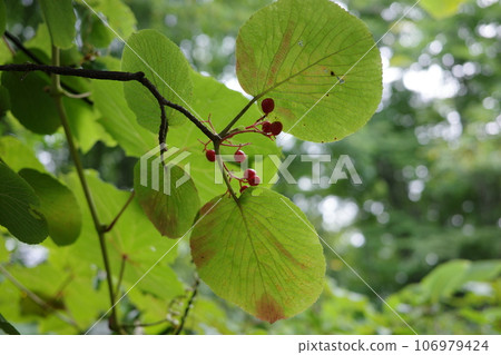 Scenery of the Zao Central Plateau: Okamoto tree with red fruits at the end of summer 106979424
