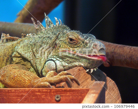 Green iguana 106979446