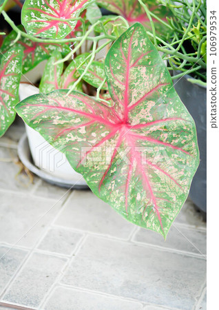 Caladium, Caladium Bicolor Vent or Caladium bicolor 106979534