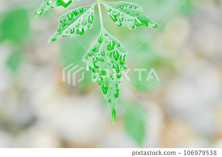 Cork tree, Indian cork tree or Millingtonia hortensis Linn or BIGNONIACEAE and dew drop 106979538