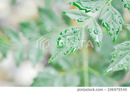 Cork tree, Indian cork tree or Millingtonia hortensis Linn or BIGNONIACEAE and dew drop 106979540