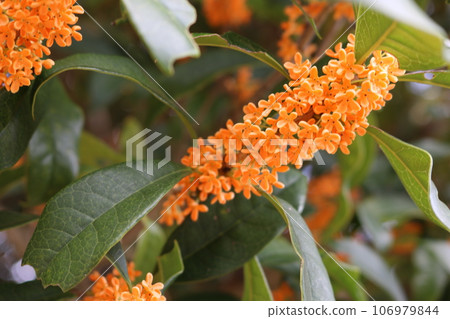 Osmanthus petals osmanthus fragrans Osmanthus petals osmanthus fragrans 106979844