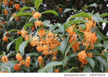 Osmanthus petals osmanthus fragrans Osmanthus petals osmanthus fragrans 106979850