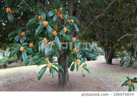 桂花樹 桂花樹 桂花樹 桂花樹 106979854