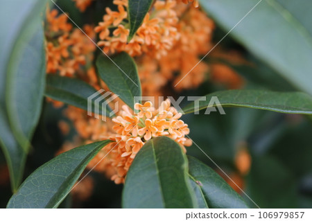 桂花花瓣桂花 桂花花瓣桂花 106979857