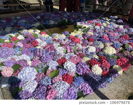 Bright hydrangea wash from Dazaifu Tenmangu Shrine Bright hydrangea wash from Dazaifu Tenmangu Shrine 106979878