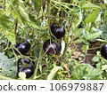 Ripe black tomatoes grow on a bush in the garden. A bountiful harvest of fresh juicy black tomatoes ripened on a branch of green bushes on an organic farm. 106979887