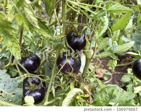 Ripe black tomatoes grow on a bush in the garden. A bountiful harvest of fresh juicy black tomatoes ripened on a branch of green bushes on an organic farm. Ripe black tomatoes grow on a bush in the garden. A bountiful harvest of fresh juicy black tomatoes ripened on a branch of green bushes on an organic farm. 106979887