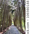 Hike among tall mighty conifers through a nature park on a sunny summer day. Looking at the crown of a tall pine tree in the forest. An amazing and calming trail in the forest. Pine trees 106980188