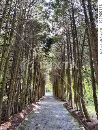 Hike among tall mighty conifers through a nature park on a sunny summer day. Looking at the crown of a tall pine tree in the forest. An amazing and calming trail in the forest. Pine trees 106980188