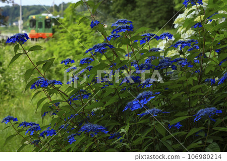 藍色繡球花和真岡鐵道 藍色繡球花和真岡鐵道 106980214