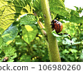 The smooth pink larva of the Colorado potato beetle crawls on a potato bush. Beetle larvae destroy plants. Pest control, food problems, ecology, gardening concept 106980260