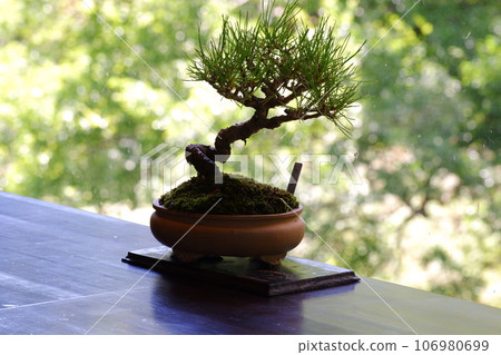 Bonsai at the cafe at the entrance to Akame Shijuhachi Falls Bonsai at the cafe at the entrance to Akame Shijuhachi Falls 106980699