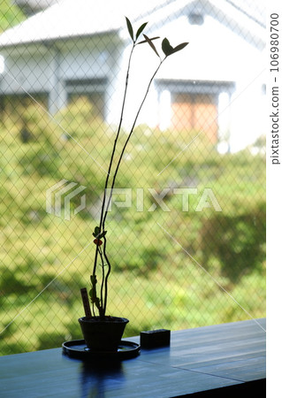 Bonsai at the cafe at the entrance to Akame Shijuhachi Falls 106980700