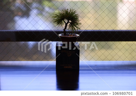Bonsai at the cafe at the entrance to Akame Shijuhachi Falls 106980701