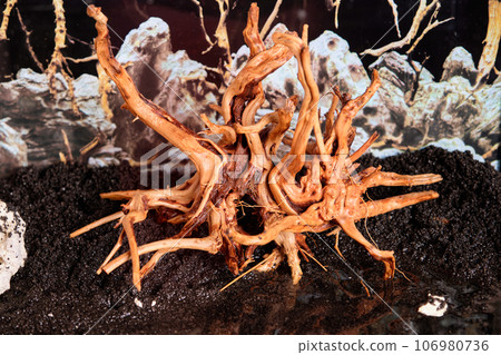 a snag in an aquarium on black soil without water. a snag in an aquarium on black soil without water. 106980736