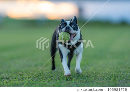 boston terrier playing ball boston terrier playing ball 106981756