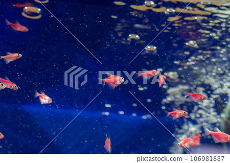 Ornamental fish in blue water in an aquarium Ornamental fish in blue water in an aquarium 106981887