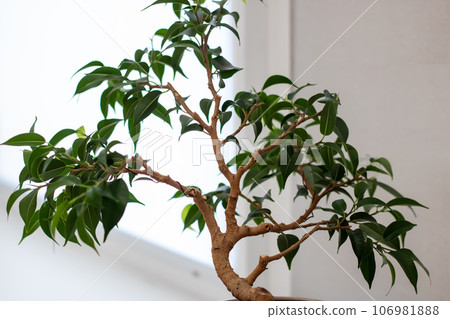Japanese house tree in sunlight, bonsai closeup Japanese house tree in sunlight, bonsai closeup 106981888