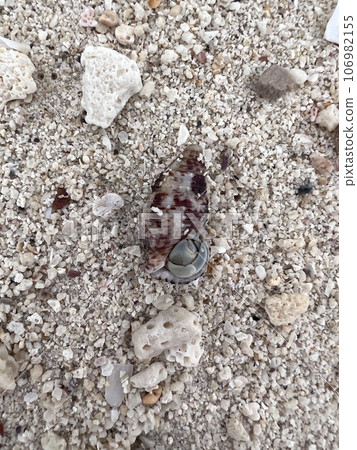 Different seashells on sandy beach. Thailand Different seashells on sandy beach. Thailand 106982155