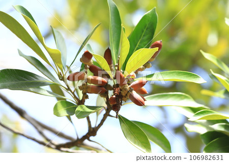 Colored edulis berries 106982631