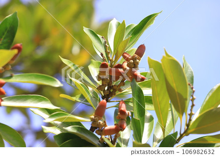Colored edulis berries Colored edulis berries 106982632
