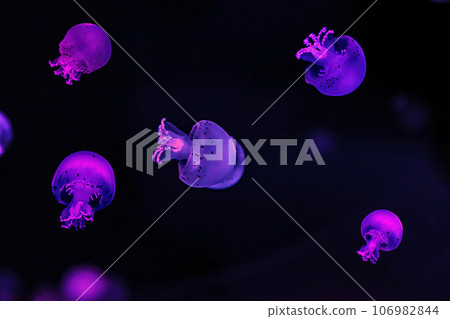 macro photography underwater cannonball jellyfish macro photography underwater cannonball jellyfish 106982844