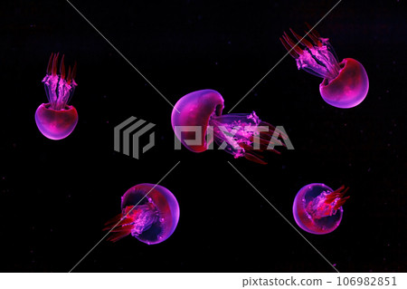 macro shooting under water flame jellyfish macro shooting under water flame jellyfish 106982851