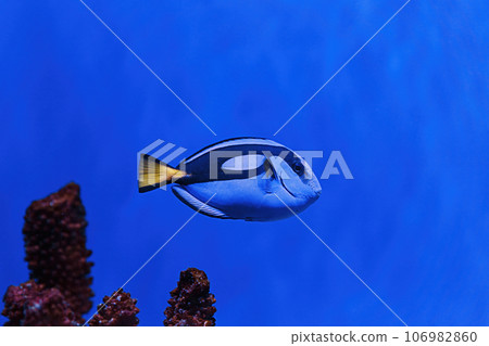 macro photography underwater paracanthurus hepatus 106982860