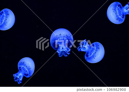 Shooting macro Jellyfish Spotted Lagoon underwater 106982908