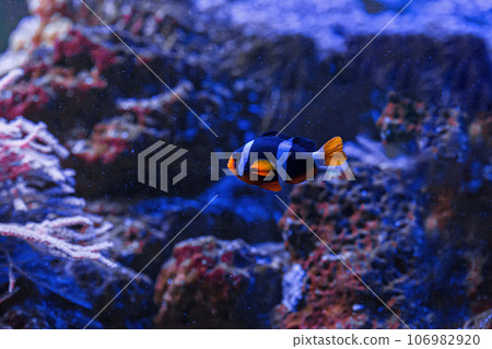 macro photography underwater Amphiprion clarkii, Yellowtail clownfish 106982920