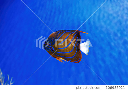 macro photography underwater Pomacanthus annularis macro photography underwater Pomacanthus annularis 106982921