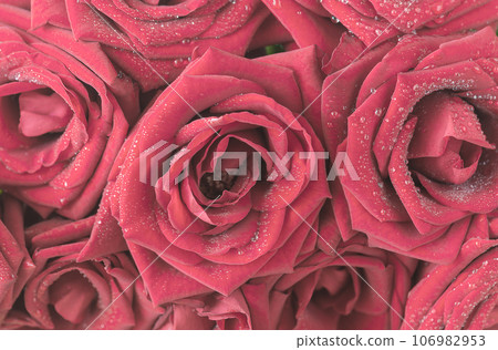 Red roses background; Close up for red roses with water drops Red roses background; Close up for red roses with water drops 106982953